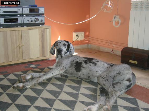 La foto del perro