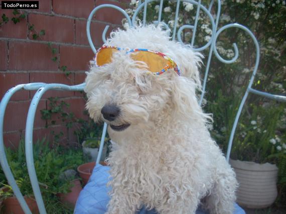La foto del perro