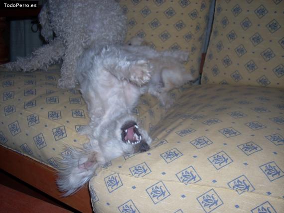 La foto del perro