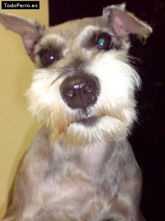 La foto del perro