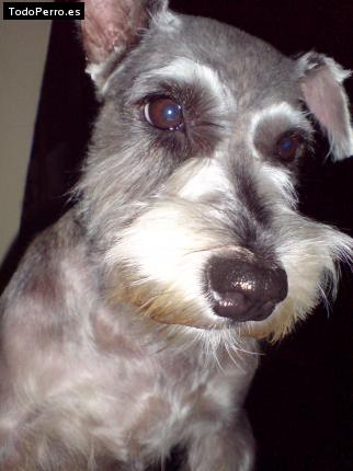 La foto del perro