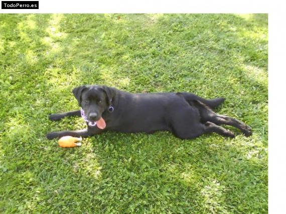 La foto del perro