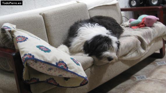 La foto del perro