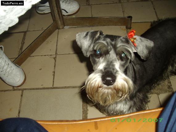La foto del perro