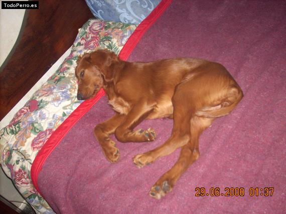 La foto del perro