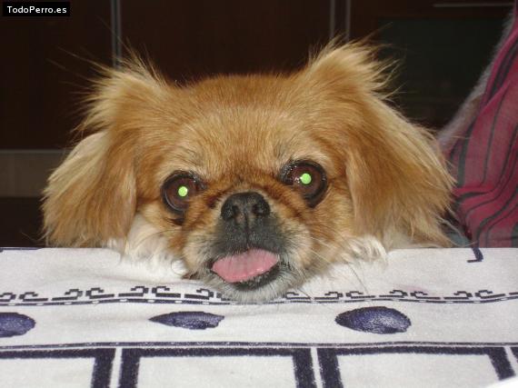 La foto del perro