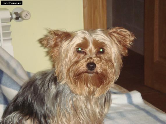 La foto del perro