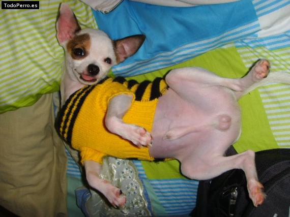 La foto del perro