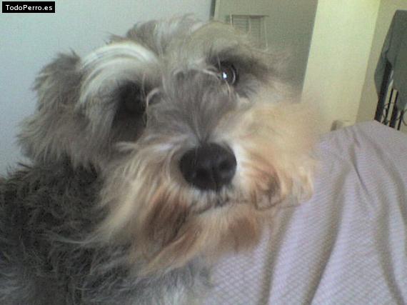 La foto del perro