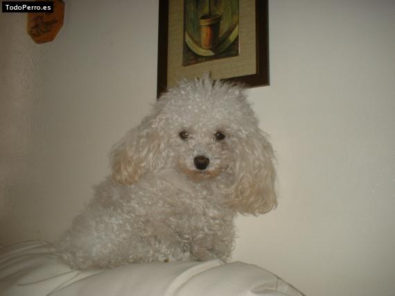 La foto del perro