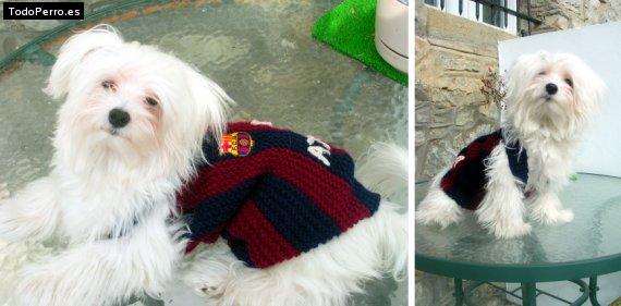 La foto del perro