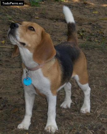 La foto del perro