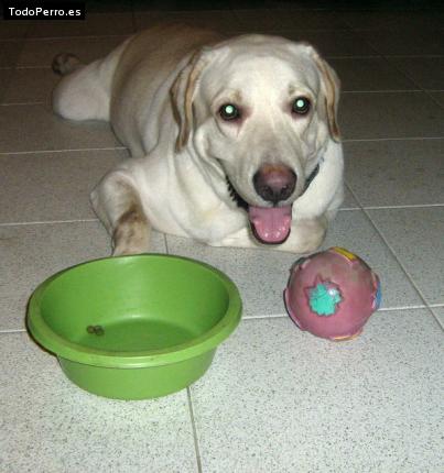 La foto del perro