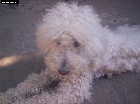 La foto del perro