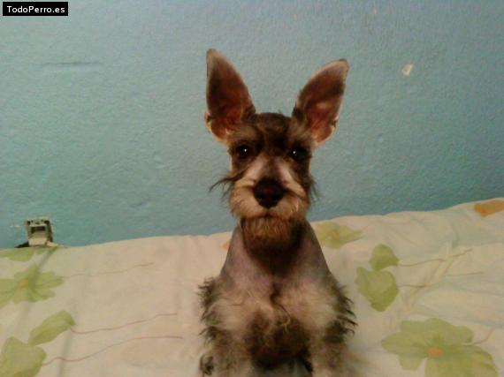 La foto del perro