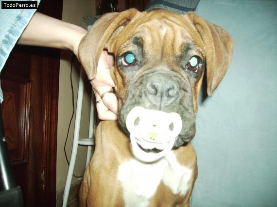 La foto del perro