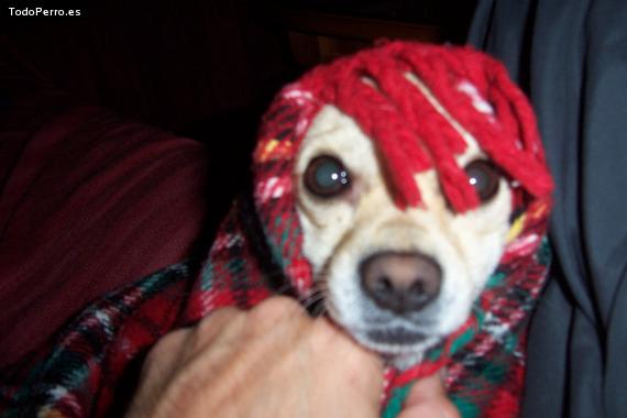 La foto del perro