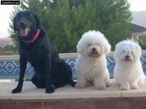 La foto del perro