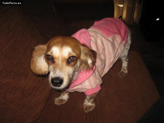 La foto del perro