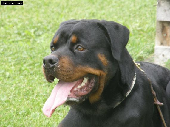 La foto del perro
