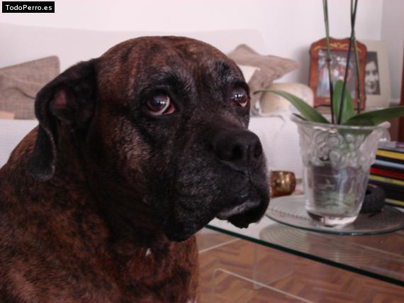 La foto del perro