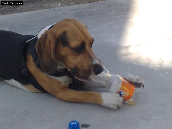 La foto del perro
