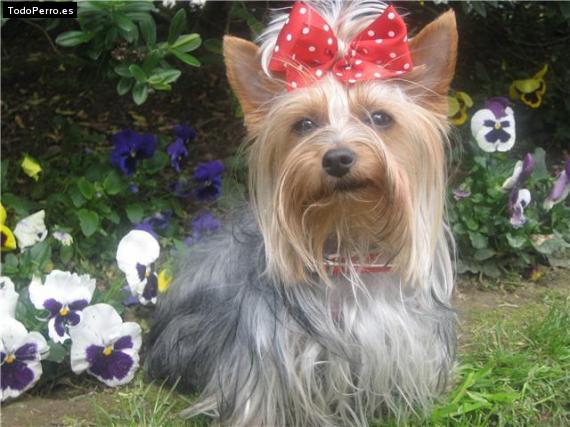 La foto del perro