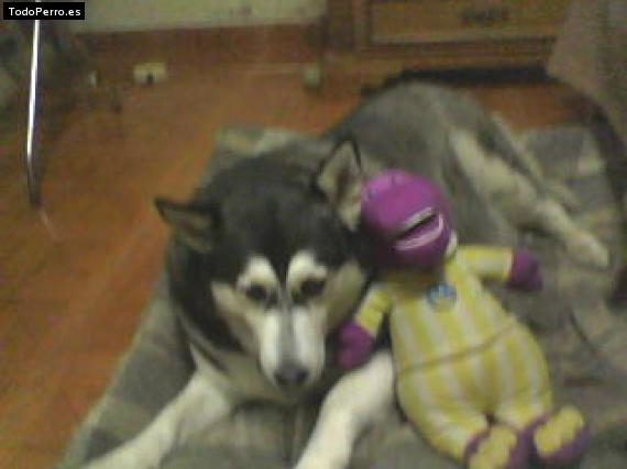 Foto del perro Sheyka