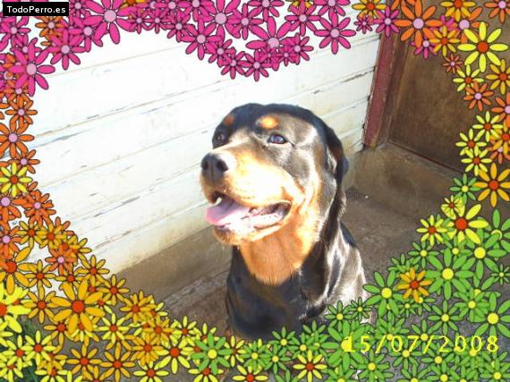La foto del perro