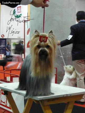 La foto del perro