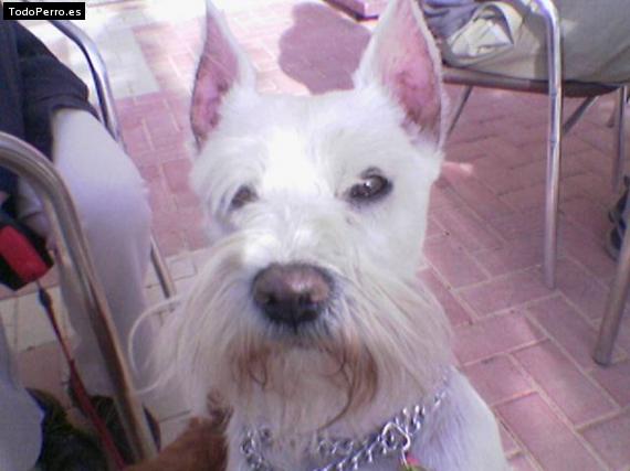 La foto del perro