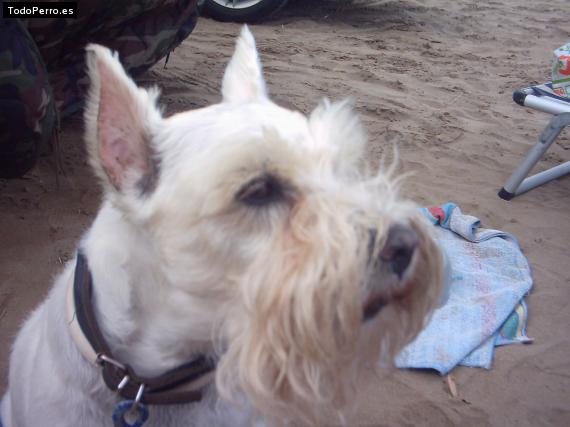 La foto del perro