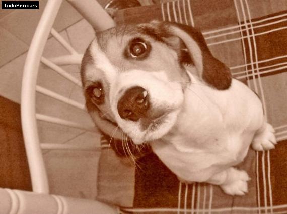 La foto del perro
