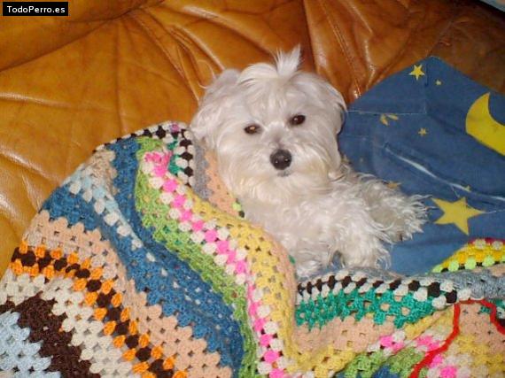 La foto del perro