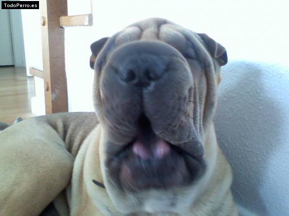 La foto del perro