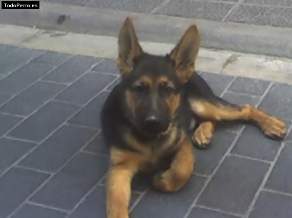 La foto del perro