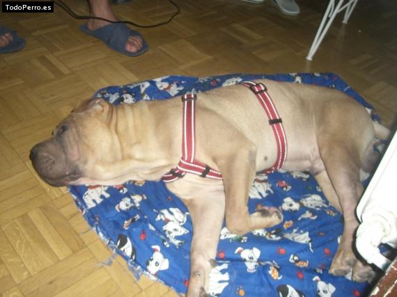La foto del perro