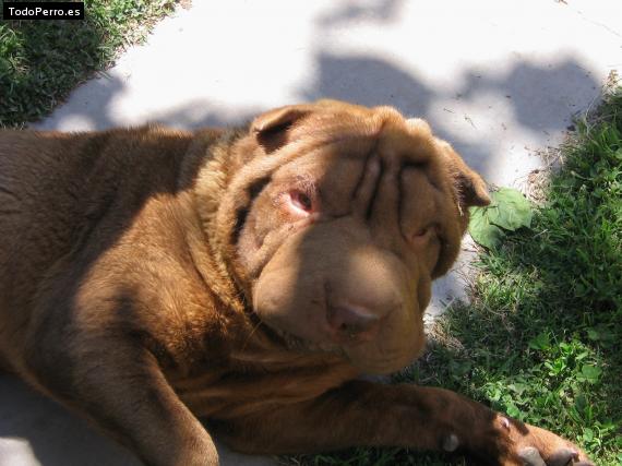 La foto del perro