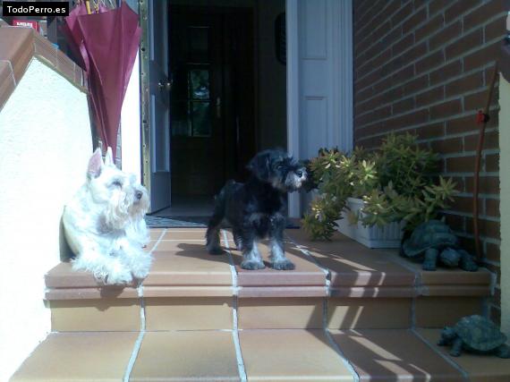 La foto del perro