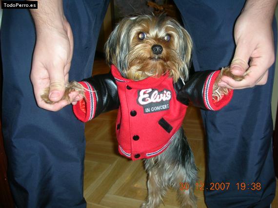 La foto del perro