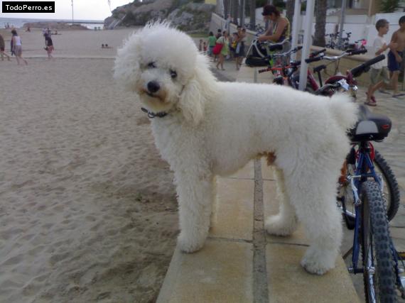 La foto del perro
