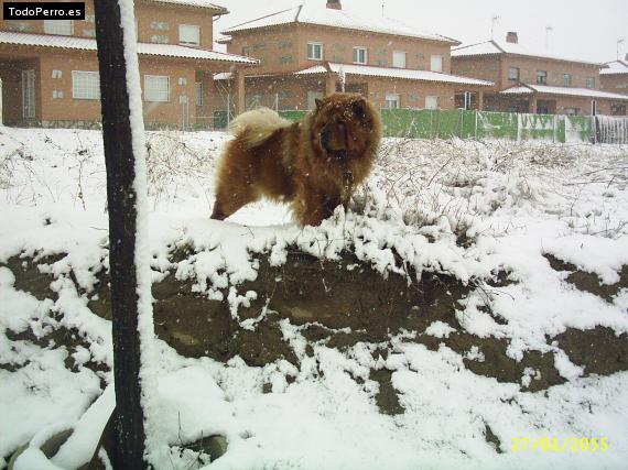 La foto del perro
