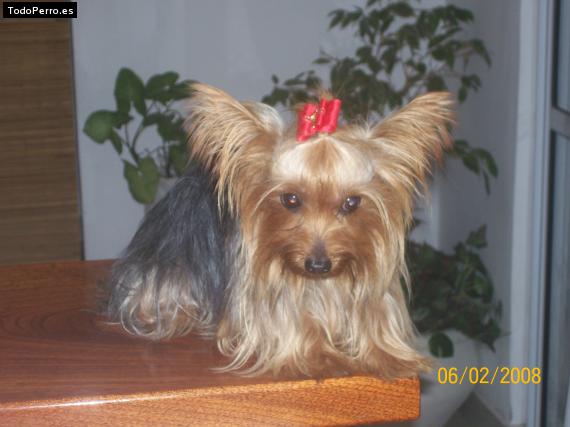 La foto del perro