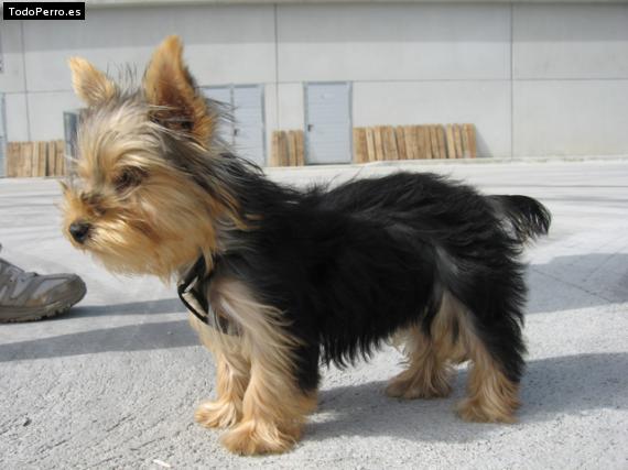 La foto del perro