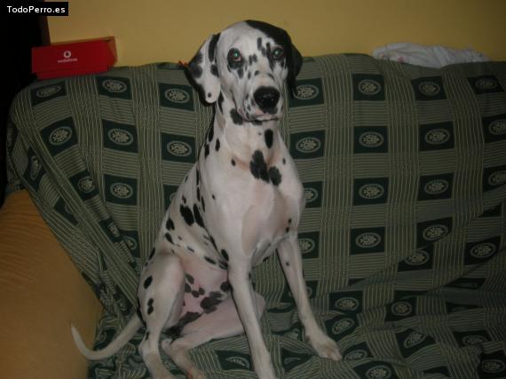 La foto del perro