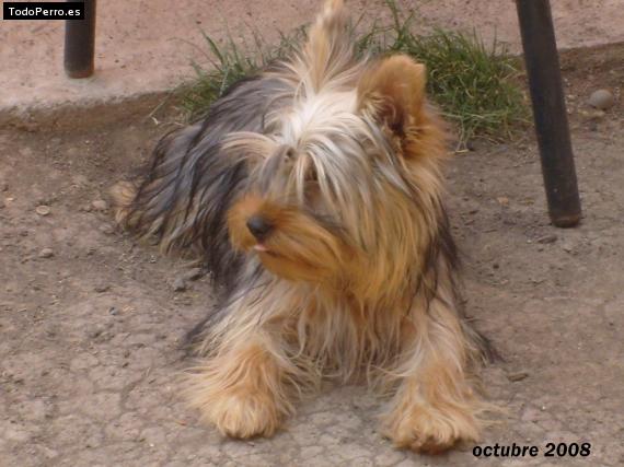 La foto del perro
