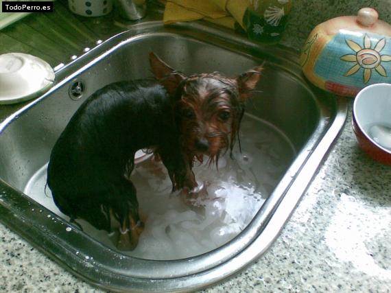 La foto del perro