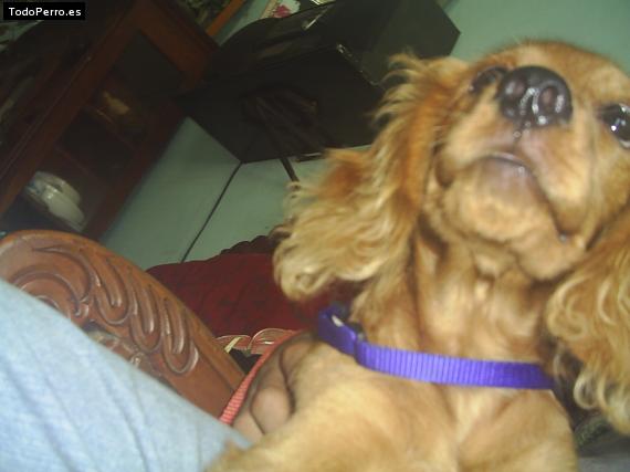 La foto del perro