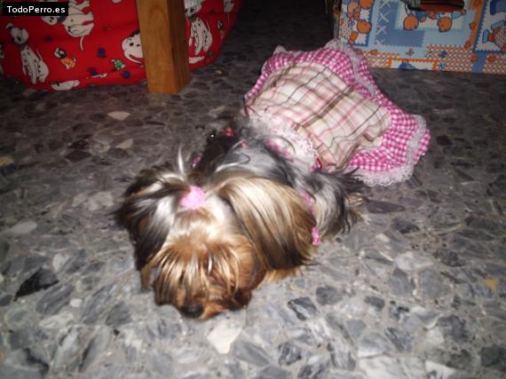 La foto del perro