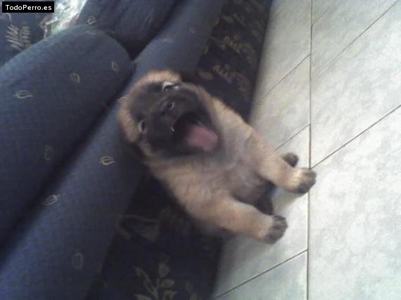 Foto del perro Choco